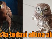 Ardahan’da bulunan şahin ve kukumav kuşu Kars’ta tedavi altına alındı