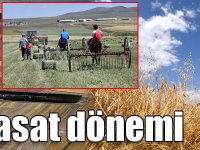 "Kara kış" nedeniyle ekimin geç yapıldığı Kars'ta hasat dönemi