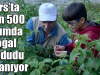 Kars’ta 2 bin 500 rakımda doğal ahududu toplanıyor