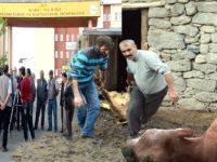 Kars'ta Geçen Yılın Sorunu Şap Hastalığı .Çabuk Unutuldu!