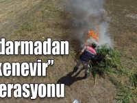 Jandarmadan “kenevir” operasyonu