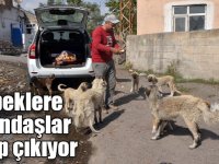 Baraj nedeniyle boşaltılan köyde sahipsiz kalan köpeklere vatandaşlar sahip çıkıyor