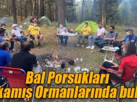Bal Porsukları Sarıkamış Ormanlarında buluştu