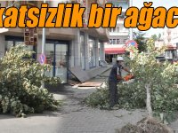 Kars’ta dikkatsizlik bir ağaca mal oldu!