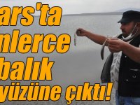 Kars'ta balık ölümleri yaşanıyor... binlerce ölü balık su yüzüne çıktı!