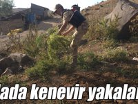 Tarlada kenevir yakalandı!