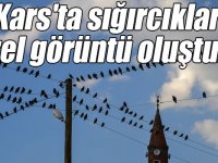 Kars'ta sığırcıklar güzel görüntü oluşturdu