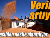 Kars'ta yeniden filizlenen ata yadigarı kırmızı buğdayda verim artıyor