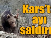 Kars’ta ayı saldırısı!