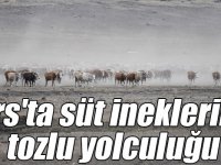 Kars'ta süt ineklerinin tozlu yolculuğu