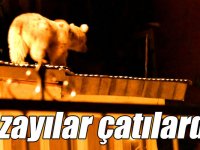 Sarıkamış'ta çatılarda dolaşıp sokaktaki çöp konteynerlerinde yiyecek arayan bozayılar kamerada