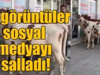 Kars’ta buzağı veterinere gitti