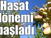 Coğrafi işaretli "uzun elma"da hasat dönemi başladı