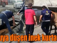 Yağ değişim kuyusuna düşen ineği itfaiye ekipleri kurtardı