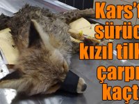 Kars’ta sürücü kızıl tilkiye çarpıp kaçtı!