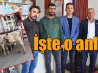 Sosyal medyayı sallayan buzağıların sahibi ve videoyu çeken vatandaş o anları anlattı
