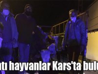 Ardahan'da çalınan hayvanlar Kars'ta bulundu