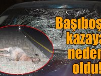 Kars'ta aniden yola çıkan at kazaya neden oldu: 1 yaralı