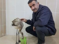 Yaralı flamingo tedavi altına alındı