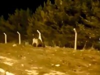 Şehre inen boz ayı böyle görüntülendi