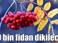 Ormanlara dikilecek 100 bin meyve fidanı hem insanları hem bozayıları rahatlatacak