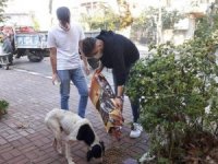 Sokak sokak gezerek hayvanları besleyen gençler takdir topladı