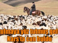Kars'taki asırlık koç katım geleneği renkli görüntüler oluşturdu