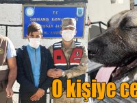 Kars'ta ayı yavrusuna köpeklerini saldırtan kişiye para cezası