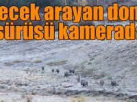 Yiyecek arayan domuz sürüsü kamerada