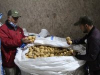 Yerli patates tohumu ile ithalatın önüne geçilecek