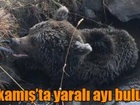 Sarıkamış’ta yol kenarında yaralı ayı bulundu