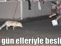 Davetsiz misafiri tilkiyi her gün elleriyle besliyor