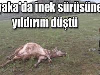 Akyaka'da inek sürüsüne yıldırım düştü