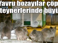 Anne bozayı yavrularını çöp konteynerlerinde büyütüyor
