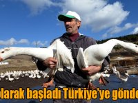 Hobi için kurduğu çiftlikte yetiştirdiği kazları Türkiye'nin dört bir yanına gönderiyor