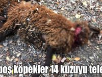 Kars'ta başıboş köpekler 14 kuzuyu telef etti