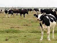 Trakya’ya yapılacak canlı hayvan sevkleri