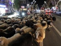 Trafik durdu, koyun sürücü geçti