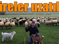 Büyükbaş ve küçükbaş hayvanların kayıt altına alınma süresi uzatıldı