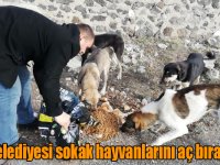 Kars Belediyesi sokak hayvanlarını aç bırakmıyor