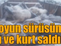 Sarıkamış’ta koyun sürüsüne ayı ve kurt saldırdı