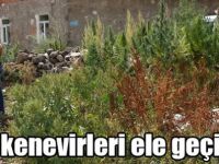 Hint kenevirleri ele geçirildi