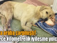 Şans köpeğin yüzlerce kilometrelik iyileşme yolculuğu