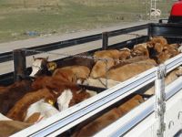 Doğu’dan Batı’ya kurban sevki