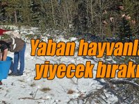 Sarıkamış’ta yaban hayvanlara yiyecek bırakıldı