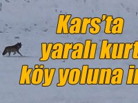 Kars’ta yaralı kurt Dikme köyü yoluna indi