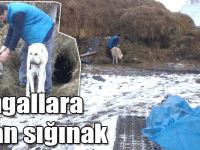 Kangallara ottan sığınak