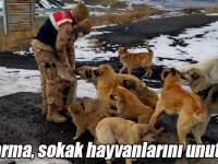Jandarma, sokak hayvanlarını unutmadı