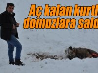 Kars’ta aç kalan kurtlar domuzlara saldırdı