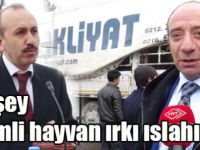 Her şey verimli hayvan ırkı ıslahı için